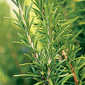Rosemary Essential Oil - Click Image to Close